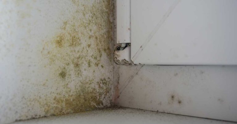 How Mold Claims Are Handled for High-End Homes